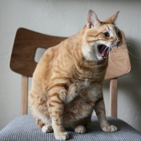 А кто подскажет, как кошатину свою отучить орать на меня так же, если я пытаюсь сесть за свой стол на свой стул? Я думаю, не я одна благодарна буду...
