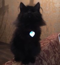 Мой котяра вообще без глаз и ничего (нашли котенком, глаза спасти небыло возможности), полный функционал обычного кота, никакого особого ухода не требует, только вот вышэ метра не прыгает, а так еще и кошку гоняет.

Если кого, что-то интересует в плане ухода или жизни слепого кота, смело спрашивайте, рассказу да покажу :)