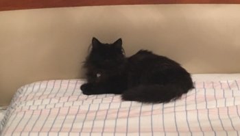 Мой котяра вообще без глаз и ничего (нашли котенком, глаза спасти небыло возможности), полный функционал обычного кота, никакого особого ухода не требует, только вот вышэ метра не прыгает, а так еще и кошку гоняет.

Если кого, что-то интересует в плане ухода или жизни слепого кота, смело спрашивайте, рассказу да покажу :)