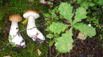 Как сеять грибы, чтобы они росли на вашей даче