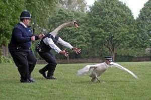 Сумасшедшие работы богов Фотошопа