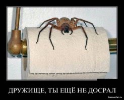 14 фактов о самом большом пауке в мире