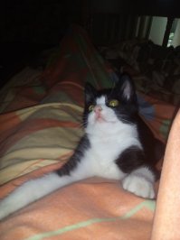 У нас Джой! Джойстик полное имя. Но я называю Джой-Джой, Джойки))) Тоже дворянин. Сейчас стадия развития - велосипед. Длинные лапы, худоватое тело, хотя хомячик сполна))