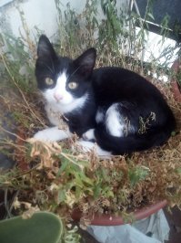 У нас Джой! Джойстик полное имя. Но я называю Джой-Джой, Джойки))) Тоже дворянин. Сейчас стадия развития - велосипед. Длинные лапы, худоватое тело, хотя хомячик сполна))