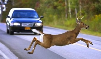 Как я вижу эту ситуацию. 
З.Ы. Зло наверное, но другое сравнение в голову не лезет... Блжад! Да их там целое стадо было!