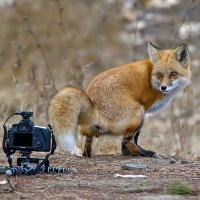 Необычные фото животных