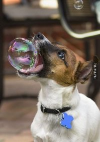 15 забавных фотографий, сделанных в нужный момент 