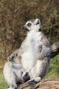 Эээээ, и чем они "самые жуткие". Одних восточных и мезоамериканских демонов хватило бы (в плане жути - там много психологического неадеквата) на пару подборок.

А тут, блин - лемуры. Отгонять бобами и шумом. О-еть жутко. 
Настолько жуткие что дали имя этим