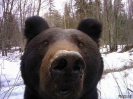 Самые сердитые животные в мире… на которых невозможно смотреть без улыбки