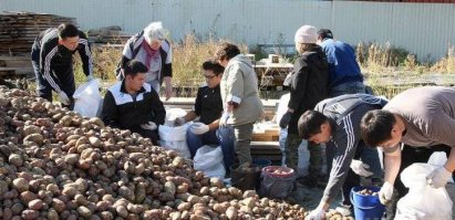 Каждый девятый мешок ваш! : люди поехали на сбор картофеля по объявлению в WhatsApp 

В одном из совхозов Магана сломалась машина для уборки картофеля. Хозяева кооператива распространили в мессенджерах объявление, которое гласит:  Сами можете приехать со своими лопатами. Восемь мешков собранного картофеля наши, каждый девятый   ваш! .

Объявление оказалось не фейком. Люди действительно приезжали со своими лопатами и выкапывали на большом поле картофель. Девятнадцатилетний Артем Жилин съездил и собрал десять мешков   как и было обещано, один он взял с собой.

 Вступил в группу и 13 сентября поехал на картошку. Людей много приехало, в основном парни 25-30 лет, были и семьи ,   рассказал Артем News.Ykt.Ru.

Маганский картофель, добавил молодой человек, вырос до средних размеров. Он не знает, закончился ли сбор картофеля.