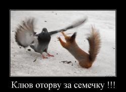 Цветок Солнца в России