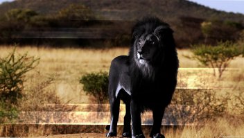 Впервые на видео: белые жирафы