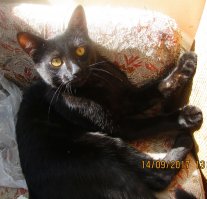 Недавно тоже котейку подобрали. Забился в щель между деревянными плитами, пришлось его вызволять от туда. Кричал пищал и царапался. Когда вытащила, увидела дырку на левом боку. Крови не было и я уже начала подозревать самое страшное(свищ). На след, день понесла к ветеринару. Оказалось, что его с неделю назад покусала собака и начался некроз тканей. Врач вырезал омертвевшие ткани, пока я валялась в обмороке и нюхала нашатырь. Выписал мази и отправил на лечение домой. Некроз был на столько глубокий, что рана не заживала около двух недель. Уколы, антибиотики, смена повязок каждый день. Бедный котейко.. если учесть, что я уколы толком то и не умею делать. 
Прошло уже 4 месяца и кот живёт у нас. Баловник и озорник. Уже умудрился уронить телевизор, разбить пару горшков с цветами. Барсиком назвали, но муж зовёт его Барсук))