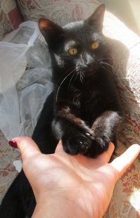 Недавно тоже котейку подобрали. Забился в щель между деревянными плитами, пришлось его вызволять от туда. Кричал пищал и царапался. Когда вытащила, увидела дырку на левом боку. Крови не было и я уже начала подозревать самое страшное(свищ). На след, день понесла к ветеринару. Оказалось, что его с неделю назад покусала собака и начался некроз тканей. Врач вырезал омертвевшие ткани, пока я валялась в обмороке и нюхала нашатырь. Выписал мази и отправил на лечение домой. Некроз был на столько глубокий, что рана не заживала около двух недель. Уколы, антибиотики, смена повязок каждый день. Бедный котейко.. если учесть, что я уколы толком то и не умею делать. 
Прошло уже 4 месяца и кот живёт у нас. Баловник и озорник. Уже умудрился уронить телевизор, разбить пару горшков с цветами. Барсиком назвали, но муж зовёт его Барсук))