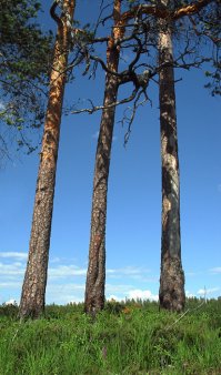 В них заблудился?:)