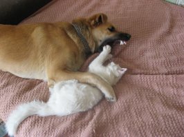 Когда между кошками и собаками что-то пошло не так