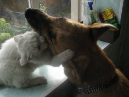 Когда между кошками и собаками что-то пошло не так