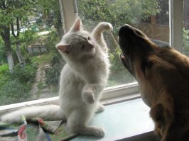 Когда между кошками и собаками что-то пошло не так