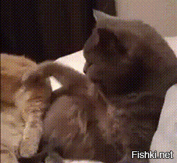 Когда между кошками и собаками что-то пошло не так