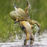 Животные , кторые делают селфи