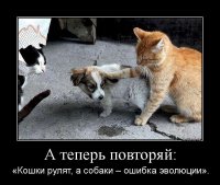 Когда между кошками и собаками что-то пошло не так