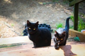 кому сатанинских котов?
В этом мире всё как устроено: можешь создавать финансовые пирамиды и отнимать довольствие у населения, можешь устраивать геноциды некрупным странам или даже петь что-нибудь невыносимое про знание паролей и ориентиров, например. Главное - любить котиков. Любишь котиков - всё, считай вписался в социум.

Я же хоть и ведя праведную жизнь в глазах общественности выгляжу чудовищней какого-нибудь похитителя детей Вольфганга Приклопиля, потому что котиков не люблю.
Да, я существую.

Мне непонятно, как животина ростом ниже щиколотки и зависящее от меня в провиантном вопросе смотрит на меня сверху вниз.

И что же вы думаете, ко мне на даче в Комарово прибился кот. Агломерат зла. Выглядит, конечно, элегантно: молодое изгибистое животное чёрного цвету с ушами, торчащими как рога. Истую сотонинскость смягчает белое пятнышко на груди.

Но характер: квинтэссенция всего того что я не люблю в котах. Он недружелюбный и немурчащий.
Ладно, если животина ластится, показывает себя со всех сторон и предлагает дружить. Я со своей стороны могу предложить еду и почитать что-нибудь из Оксимирона. Еще фотокарточку на память.
Выгодная сделка, чего уж.

Этот же смотрит на меня, как на досадное препятствие к кухне, встаёт между мной и шашлыком, тырит еду со стола и из закрамов. Один раз едва поймала у калитки, и то, потому что пакет со стыренной сушеной рыбой был неудобным для волочения.

Всё остальное время он сидит метрах в 5 от меня и взглядом перебирает мои грехи, начиная с того эпизода как я предложила своим друзьям в детском саду украсить зеленый забор и вылезающие из него гвозди зелеными листочками, чем за 5 минут мы оголили местную детсадью флору. Про остальные грехи я умолчу, но он-то знает.

Я - зазноба с Фонтанки. В старом фонде жить приятно, но непросто. Так в кухню нужен стол нестандартного размера. Икея с задачей не справилась. Пришлось покупать подоконник, обрезать его и лакировать.

И что же вы думаете? После второго слоя лака вижу на столешнице отпечатки подлых лап, ёлочные иголки, шерсть, песок и прочий мусор. И всё это влипло в лак. Шкурила час.

Поймала и отругала кота. Я знаю, что кошечки настолько тупенькие, если это не делать сразу после проступка у них в мозгенках не выстроится причинно-следственная связь.
Отругала скорее для собственного утешения. Пока ругала попереворачивала кота и выяснила, что это скорее кошка.

И в подтверждение в следующий мой приезд на дачу меня ждали 2 исчадия: кошка... и котёнок. Такой же чёрный, с маленьким белым пятнышком на груди, ушами-рогами, злой, пронырливый и вороватый.

И вот я думаю, может, это мои враги умерли и переродились в примитивные существа (из-за своей гадливости, конечно) и пришли ко мне. И экспериментируют с моим воззрением на зло и добро. Точнее доброту. Я не люблю этих зараз, но мне их жалко, поэтому кормлю. Заразы - жадные проглоты. Даже помидорью шкурку и ту сожрали. Не привередливые. А если накормить сметаной, то...подсаживаются рядом и даже торохтят.
Назвала Бафой и Везей. Бафомет и Вельзевул в смысле. Или если даёшь имена, то всё пропало? Привязываешься?

Короче, я вливаюсь в ряды просителей "в хорошие ручки". Если они уже меня выбрали в свои кошачьи покровители, то дело у них и правда, - дрянь. Зимой совсем пропадут.
Итак: имеется 2 сатанинских кота, изящные, характер, гм, своенравный, привязчивые, блохастые. Всё как вам нравится. Зверей можно переименовать. Приезжайте глядеть ко мне в Комарово, спросить дачу Ахматовой.
Или могу привезти в Питер. Двумя мешками.