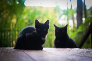 кому сатанинских котов?
В этом мире всё как устроено: можешь создавать финансовые пирамиды и отнимать довольствие у населения, можешь устраивать геноциды некрупным странам или даже петь что-нибудь невыносимое про знание паролей и ориентиров, например. Главное - любить котиков. Любишь котиков - всё, считай вписался в социум.

Я же хоть и ведя праведную жизнь в глазах общественности выгляжу чудовищней какого-нибудь похитителя детей Вольфганга Приклопиля, потому что котиков не люблю.
Да, я существую.

Мне непонятно, как животина ростом ниже щиколотки и зависящее от меня в провиантном вопросе смотрит на меня сверху вниз.

И что же вы думаете, ко мне на даче в Комарово прибился кот. Агломерат зла. Выглядит, конечно, элегантно: молодое изгибистое животное чёрного цвету с ушами, торчащими как рога. Истую сотонинскость смягчает белое пятнышко на груди.

Но характер: квинтэссенция всего того что я не люблю в котах. Он недружелюбный и немурчащий.
Ладно, если животина ластится, показывает себя со всех сторон и предлагает дружить. Я со своей стороны могу предложить еду и почитать что-нибудь из Оксимирона. Еще фотокарточку на память.
Выгодная сделка, чего уж.

Этот же смотрит на меня, как на досадное препятствие к кухне, встаёт между мной и шашлыком, тырит еду со стола и из закрамов. Один раз едва поймала у калитки, и то, потому что пакет со стыренной сушеной рыбой был неудобным для волочения.

Всё остальное время он сидит метрах в 5 от меня и взглядом перебирает мои грехи, начиная с того эпизода как я предложила своим друзьям в детском саду украсить зеленый забор и вылезающие из него гвозди зелеными листочками, чем за 5 минут мы оголили местную детсадью флору. Про остальные грехи я умолчу, но он-то знает.

Я - зазноба с Фонтанки. В старом фонде жить приятно, но непросто. Так в кухню нужен стол нестандартного размера. Икея с задачей не справилась. Пришлось покупать подоконник, обрезать его и лакировать.

И что же вы думаете? После второго слоя лака вижу на столешнице отпечатки подлых лап, ёлочные иголки, шерсть, песок и прочий мусор. И всё это влипло в лак. Шкурила час.

Поймала и отругала кота. Я знаю, что кошечки настолько тупенькие, если это не делать сразу после проступка у них в мозгенках не выстроится причинно-следственная связь.
Отругала скорее для собственного утешения. Пока ругала попереворачивала кота и выяснила, что это скорее кошка.

И в подтверждение в следующий мой приезд на дачу меня ждали 2 исчадия: кошка... и котёнок. Такой же чёрный, с маленьким белым пятнышком на груди, ушами-рогами, злой, пронырливый и вороватый.

И вот я думаю, может, это мои враги умерли и переродились в примитивные существа (из-за своей гадливости, конечно) и пришли ко мне. И экспериментируют с моим воззрением на зло и добро. Точнее доброту. Я не люблю этих зараз, но мне их жалко, поэтому кормлю. Заразы - жадные проглоты. Даже помидорью шкурку и ту сожрали. Не привередливые. А если накормить сметаной, то...подсаживаются рядом и даже торохтят.
Назвала Бафой и Везей. Бафомет и Вельзевул в смысле. Или если даёшь имена, то всё пропало? Привязываешься?

Короче, я вливаюсь в ряды просителей "в хорошие ручки". Если они уже меня выбрали в свои кошачьи покровители, то дело у них и правда, - дрянь. Зимой совсем пропадут.
Итак: имеется 2 сатанинских кота, изящные, характер, гм, своенравный, привязчивые, блохастые. Всё как вам нравится. Зверей можно переименовать. Приезжайте глядеть ко мне в Комарово, спросить дачу Ахматовой.
Или могу привезти в Питер. Двумя мешками.