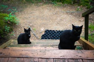 кому сатанинских котов?
В этом мире всё как устроено: можешь создавать финансовые пирамиды и отнимать довольствие у населения, можешь устраивать геноциды некрупным странам или даже петь что-нибудь невыносимое про знание паролей и ориентиров, например. Главное - любить котиков. Любишь котиков - всё, считай вписался в социум.

Я же хоть и ведя праведную жизнь в глазах общественности выгляжу чудовищней какого-нибудь похитителя детей Вольфганга Приклопиля, потому что котиков не люблю.
Да, я существую.

Мне непонятно, как животина ростом ниже щиколотки и зависящее от меня в провиантном вопросе смотрит на меня сверху вниз.

И что же вы думаете, ко мне на даче в Комарово прибился кот. Агломерат зла. Выглядит, конечно, элегантно: молодое изгибистое животное чёрного цвету с ушами, торчащими как рога. Истую сотонинскость смягчает белое пятнышко на груди.

Но характер: квинтэссенция всего того что я не люблю в котах. Он недружелюбный и немурчащий.
Ладно, если животина ластится, показывает себя со всех сторон и предлагает дружить. Я со своей стороны могу предложить еду и почитать что-нибудь из Оксимирона. Еще фотокарточку на память.
Выгодная сделка, чего уж.

Этот же смотрит на меня, как на досадное препятствие к кухне, встаёт между мной и шашлыком, тырит еду со стола и из закрамов. Один раз едва поймала у калитки, и то, потому что пакет со стыренной сушеной рыбой был неудобным для волочения.

Всё остальное время он сидит метрах в 5 от меня и взглядом перебирает мои грехи, начиная с того эпизода как я предложила своим друзьям в детском саду украсить зеленый забор и вылезающие из него гвозди зелеными листочками, чем за 5 минут мы оголили местную детсадью флору. Про остальные грехи я умолчу, но он-то знает.

Я - зазноба с Фонтанки. В старом фонде жить приятно, но непросто. Так в кухню нужен стол нестандартного размера. Икея с задачей не справилась. Пришлось покупать подоконник, обрезать его и лакировать.

И что же вы думаете? После второго слоя лака вижу на столешнице отпечатки подлых лап, ёлочные иголки, шерсть, песок и прочий мусор. И всё это влипло в лак. Шкурила час.

Поймала и отругала кота. Я знаю, что кошечки настолько тупенькие, если это не делать сразу после проступка у них в мозгенках не выстроится причинно-следственная связь.
Отругала скорее для собственного утешения. Пока ругала попереворачивала кота и выяснила, что это скорее кошка.

И в подтверждение в следующий мой приезд на дачу меня ждали 2 исчадия: кошка... и котёнок. Такой же чёрный, с маленьким белым пятнышком на груди, ушами-рогами, злой, пронырливый и вороватый.

И вот я думаю, может, это мои враги умерли и переродились в примитивные существа (из-за своей гадливости, конечно) и пришли ко мне. И экспериментируют с моим воззрением на зло и добро. Точнее доброту. Я не люблю этих зараз, но мне их жалко, поэтому кормлю. Заразы - жадные проглоты. Даже помидорью шкурку и ту сожрали. Не привередливые. А если накормить сметаной, то...подсаживаются рядом и даже торохтят.
Назвала Бафой и Везей. Бафомет и Вельзевул в смысле. Или если даёшь имена, то всё пропало? Привязываешься?

Короче, я вливаюсь в ряды просителей "в хорошие ручки". Если они уже меня выбрали в свои кошачьи покровители, то дело у них и правда, - дрянь. Зимой совсем пропадут.
Итак: имеется 2 сатанинских кота, изящные, характер, гм, своенравный, привязчивые, блохастые. Всё как вам нравится. Зверей можно переименовать. Приезжайте глядеть ко мне в Комарово, спросить дачу Ахматовой.
Или могу привезти в Питер. Двумя мешками.