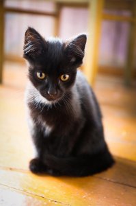 кому сатанинских котов?
В этом мире всё как устроено: можешь создавать финансовые пирамиды и отнимать довольствие у населения, можешь устраивать геноциды некрупным странам или даже петь что-нибудь невыносимое про знание паролей и ориентиров, например. Главное - любить котиков. Любишь котиков - всё, считай вписался в социум.

Я же хоть и ведя праведную жизнь в глазах общественности выгляжу чудовищней какого-нибудь похитителя детей Вольфганга Приклопиля, потому что котиков не люблю.
Да, я существую.

Мне непонятно, как животина ростом ниже щиколотки и зависящее от меня в провиантном вопросе смотрит на меня сверху вниз.

И что же вы думаете, ко мне на даче в Комарово прибился кот. Агломерат зла. Выглядит, конечно, элегантно: молодое изгибистое животное чёрного цвету с ушами, торчащими как рога. Истую сотонинскость смягчает белое пятнышко на груди.

Но характер: квинтэссенция всего того что я не люблю в котах. Он недружелюбный и немурчащий.
Ладно, если животина ластится, показывает себя со всех сторон и предлагает дружить. Я со своей стороны могу предложить еду и почитать что-нибудь из Оксимирона. Еще фотокарточку на память.
Выгодная сделка, чего уж.

Этот же смотрит на меня, как на досадное препятствие к кухне, встаёт между мной и шашлыком, тырит еду со стола и из закрамов. Один раз едва поймала у калитки, и то, потому что пакет со стыренной сушеной рыбой был неудобным для волочения.

Всё остальное время он сидит метрах в 5 от меня и взглядом перебирает мои грехи, начиная с того эпизода как я предложила своим друзьям в детском саду украсить зеленый забор и вылезающие из него гвозди зелеными листочками, чем за 5 минут мы оголили местную детсадью флору. Про остальные грехи я умолчу, но он-то знает.

Я - зазноба с Фонтанки. В старом фонде жить приятно, но непросто. Так в кухню нужен стол нестандартного размера. Икея с задачей не справилась. Пришлось покупать подоконник, обрезать его и лакировать.

И что же вы думаете? После второго слоя лака вижу на столешнице отпечатки подлых лап, ёлочные иголки, шерсть, песок и прочий мусор. И всё это влипло в лак. Шкурила час.

Поймала и отругала кота. Я знаю, что кошечки настолько тупенькие, если это не делать сразу после проступка у них в мозгенках не выстроится причинно-следственная связь.
Отругала скорее для собственного утешения. Пока ругала попереворачивала кота и выяснила, что это скорее кошка.

И в подтверждение в следующий мой приезд на дачу меня ждали 2 исчадия: кошка... и котёнок. Такой же чёрный, с маленьким белым пятнышком на груди, ушами-рогами, злой, пронырливый и вороватый.

И вот я думаю, может, это мои враги умерли и переродились в примитивные существа (из-за своей гадливости, конечно) и пришли ко мне. И экспериментируют с моим воззрением на зло и добро. Точнее доброту. Я не люблю этих зараз, но мне их жалко, поэтому кормлю. Заразы - жадные проглоты. Даже помидорью шкурку и ту сожрали. Не привередливые. А если накормить сметаной, то...подсаживаются рядом и даже торохтят.
Назвала Бафой и Везей. Бафомет и Вельзевул в смысле. Или если даёшь имена, то всё пропало? Привязываешься?

Короче, я вливаюсь в ряды просителей "в хорошие ручки". Если они уже меня выбрали в свои кошачьи покровители, то дело у них и правда, - дрянь. Зимой совсем пропадут.
Итак: имеется 2 сатанинских кота, изящные, характер, гм, своенравный, привязчивые, блохастые. Всё как вам нравится. Зверей можно переименовать. Приезжайте глядеть ко мне в Комарово, спросить дачу Ахматовой.
Или могу привезти в Питер. Двумя мешками.