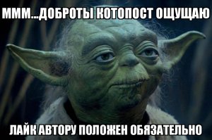 История о том, как таинственный кот выбрал себе человека