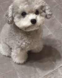 Как настоящий:)