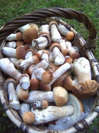 Вот мой поход по грибы... я переросшие не беру, у нас и молодых много! Да и собираю больше для удовольствия, большую часть раздаю друзьям. Самый кайф по лесу в тишине бродить...