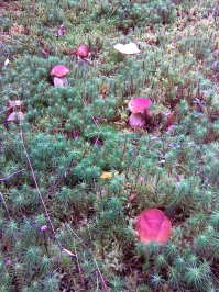 А вот так они у нас растут!