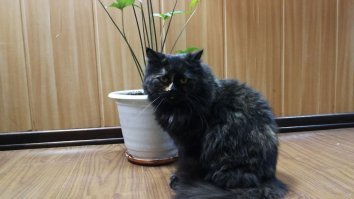 а у нас в офис(Москва), с месяц назад пришла кошка. утром пришли, а она сидит на крыльце. вот до зимы хотим пристроить. видно, что была домашней. людей не боится. даже пузо погладить доверяет. не наглая. такая с чувством собственного достоинства.