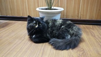 а у нас в офис(Москва), с месяц назад пришла кошка. утром пришли, а она сидит на крыльце. вот до зимы хотим пристроить. видно, что была домашней. людей не боится. даже пузо погладить доверяет. не наглая. такая с чувством собственного достоинства.
