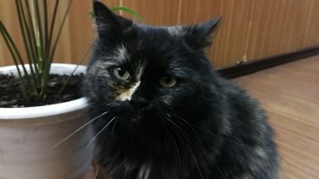 а у нас в офис(Москва), с месяц назад пришла кошка. утром пришли, а она сидит на крыльце. вот до зимы хотим пристроить. видно, что была домашней. людей не боится. даже пузо погладить доверяет. не наглая. такая с чувством собственного достоинства.