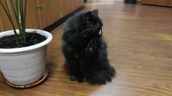 а у нас в офис(Москва), с месяц назад пришла кошка. утром пришли, а она сидит на крыльце. вот до зимы хотим пристроить. видно, что была домашней. людей не боится. даже пузо погладить доверяет. не наглая. такая с чувством собственного достоинства.