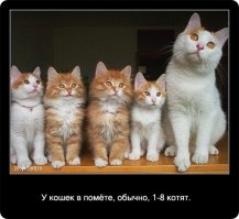 Вот и свела судьба: двойники в мире животных