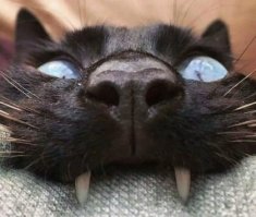 Кошачий яд....