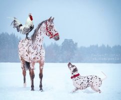 Вот и свела судьба: двойники в мире животных