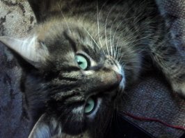 не знал что  мой лучший друг оказывается окраса таби:)