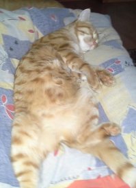 ... родители у меня пенсионеры и понятия не имеют что такое стерилизация кошек :) Более того, они всю жизнь держали этих хвостатых на свободе, а тут в 85 лет решили запереть их в коттедже, ибо сосед забор не может между нами построить !!!! 
Мало того что они с первого помета оставили ее дочку, дык еще и маму ее выпустили на веранду с котом первой его дочери... 
Короче долго объяснять, но я по наивности грешил на чрезмерное питание, а оказалось наша девочка опять беременна