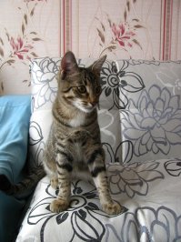 Красавчик какой, на моего Тимошку похож, когда он маленьким был.