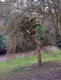 25 по-настоящему необычных деревьев