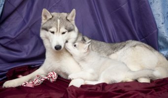 Не согласна, извиняйте. У нас в ЯНАО вот кто должен быть.