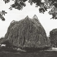 Это дерево даже знаю где растёт 
Как тут очутилось...