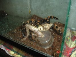 Мой только жрет...