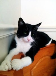 Такое встречается. У меня кот такой же, с дополнительными пальцами.