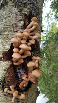 А я тож добавлю...чего уж...