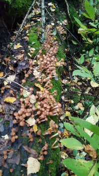 А я тож добавлю...чего уж...